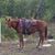 Brandy Frederick's profile image