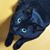 Yasuyoshi Arashi's profile image