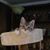 Linda Hall's profile image
