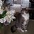 Jeannine Tafuri's profile image