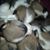 Maria De Sousa's profile image