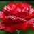 Zenia J. Sanchez's profile image