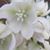 Deanna Webb-Gariss's profile image