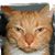 Chris Frable's profile image
