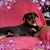 Bonnie Stapleberg's profile image