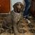 Iris Sifuentes's profile image