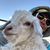 Sheri Thorn's profile image