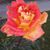Nilufer Guney's profile image