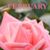 Deborah Wyatt Thompson's profile image