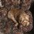 Judy Lewis Simpson's profile image