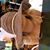 Liesel Haldane's profile image