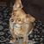 Carol Goodlett's profile image