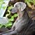 Trisha Rhodes's profile image