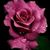 Rosemary Scarpelli's profile image