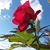 Yolanda Bonilla Godinez's profile image