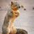 Susan Thornton's profile image