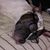 Karen Connors's profile image