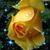 Holly Isbell's profile image