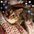 Bonnie Nies's profile image