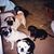 Susan Lamar Metcalf's profile image