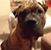 Deana Crain's profile image