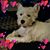 Natalie Polidore Thorpe's profile image