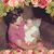 Shannon Carlson's profile image