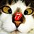 Jill Koutroules-Bruss's profile image