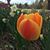 Carla Thompson's profile image