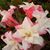 Jim Flowers's profile image