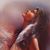 Dana Howie's profile image
