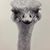 Linda Guthridge Poore's profile image
