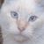 Judy Golden's profile image