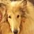 Cheri Matetich Starke's profile image