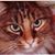 Donna R. Shadoan's profile image