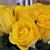 Bonnie Lea Allison's profile image