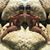 Monte Bostic's profile image