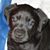 Anne Crews's profile image