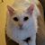 Pamela Lewis Williams's profile image