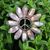 Pamela Bush Beattie's profile image