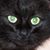 Sneaker McBeaker's profile image