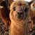 Shelly Sawyer's profile image