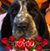 Donna Lucchesi's profile image