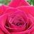 Lynette Ruckman's profile image