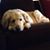 Sharon Fitzpatrick's profile image