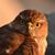 Wally Meerschaert's profile image