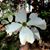 Suzanne Belanger Dana's profile image