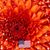 Patricia Stroble Wagner's profile image