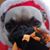 Janet Niesing's profile image