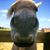 Charity Williams's profile image